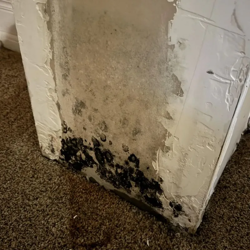 Professional Mold Removal in Muncy, PA